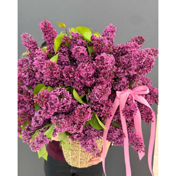 იასამნები Image 1