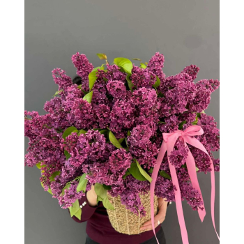 იასამნები Image 2