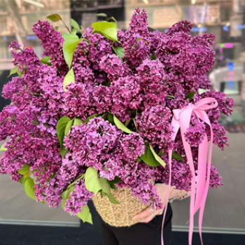 იასამნები primary image